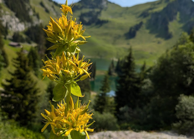 Bild einer gelben Blume mit einer grünen Wiese und Bergesee im Hintergrund.